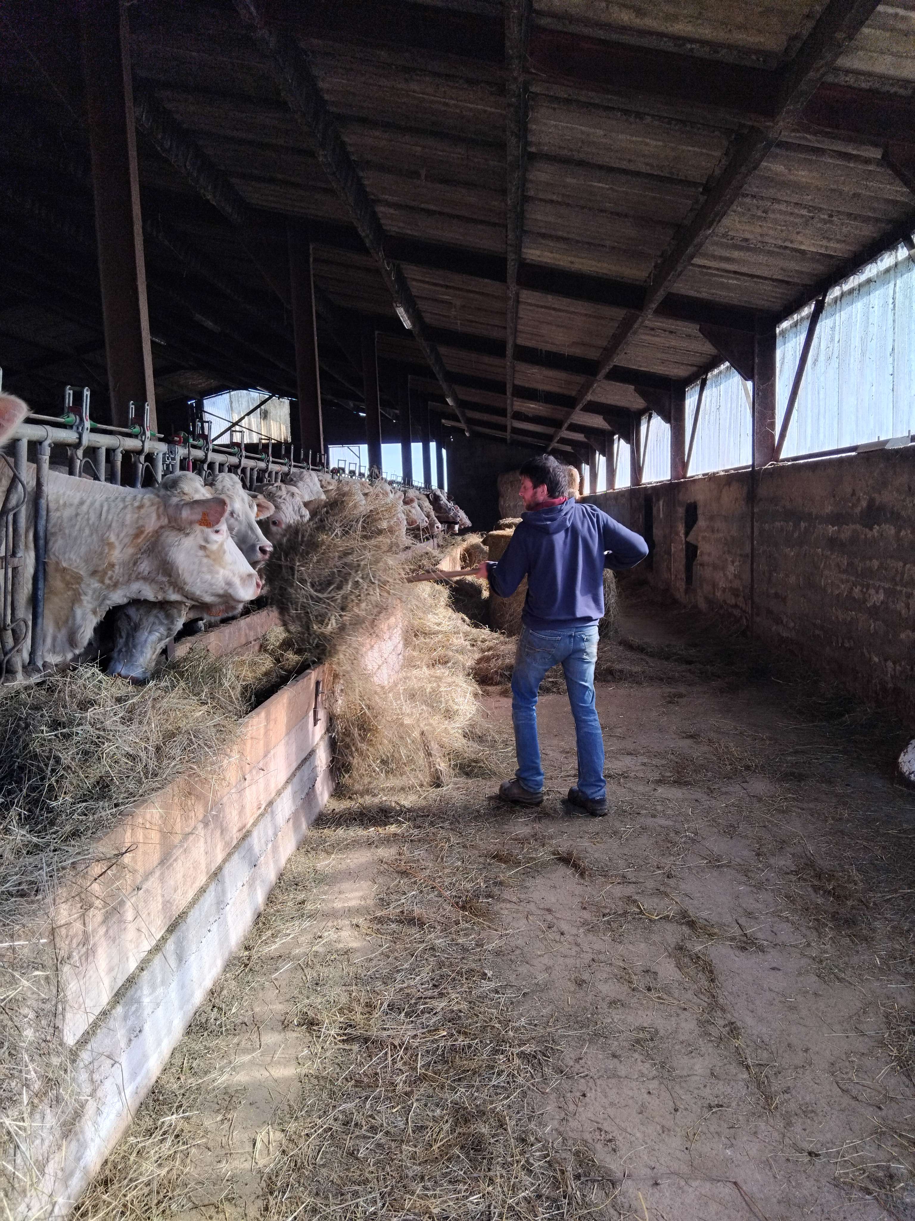 Agriculteur avec une fourche qui donne du foin a ses vaches.