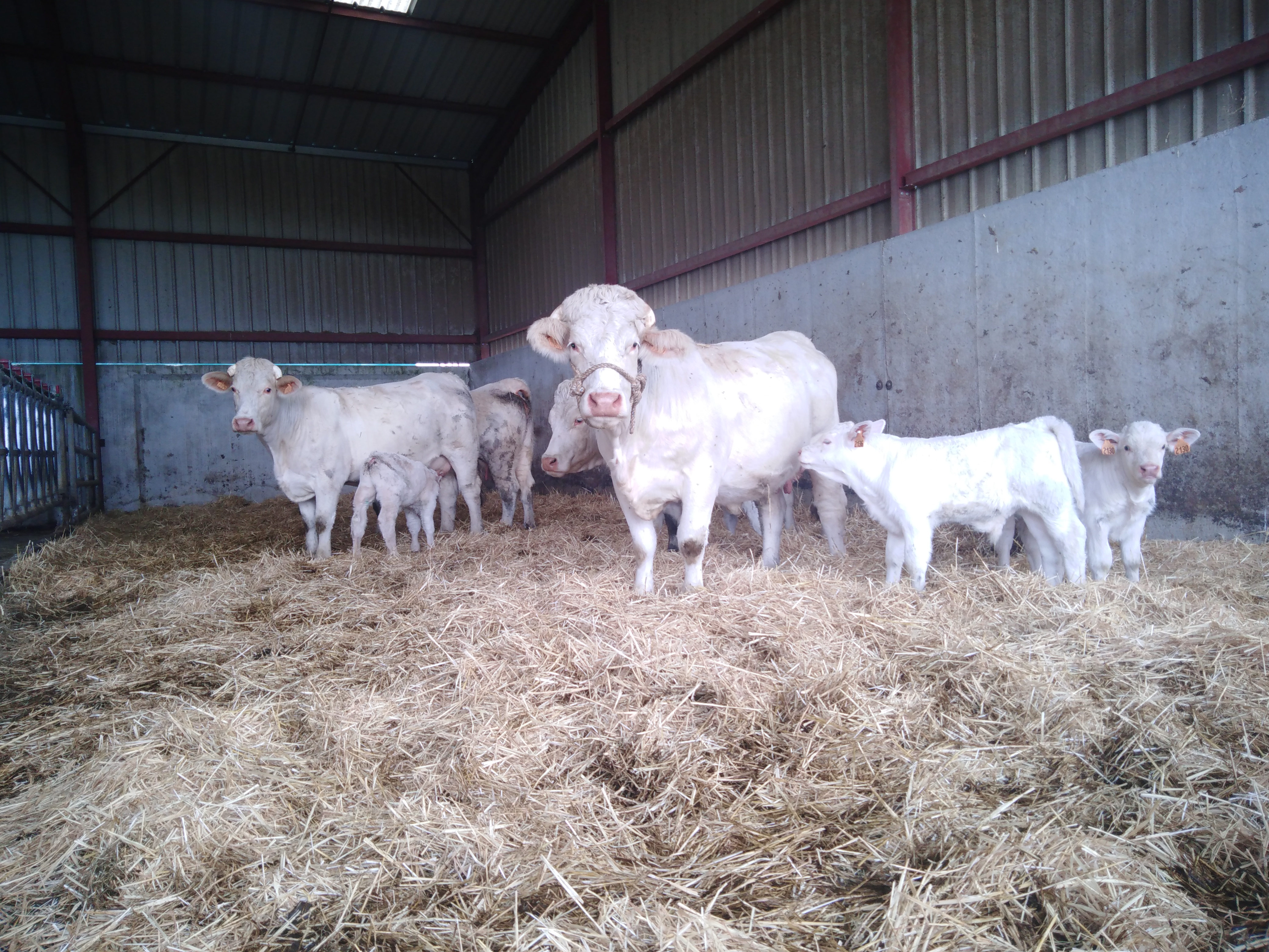Vaches avec leurs veaux au milieu du foin.