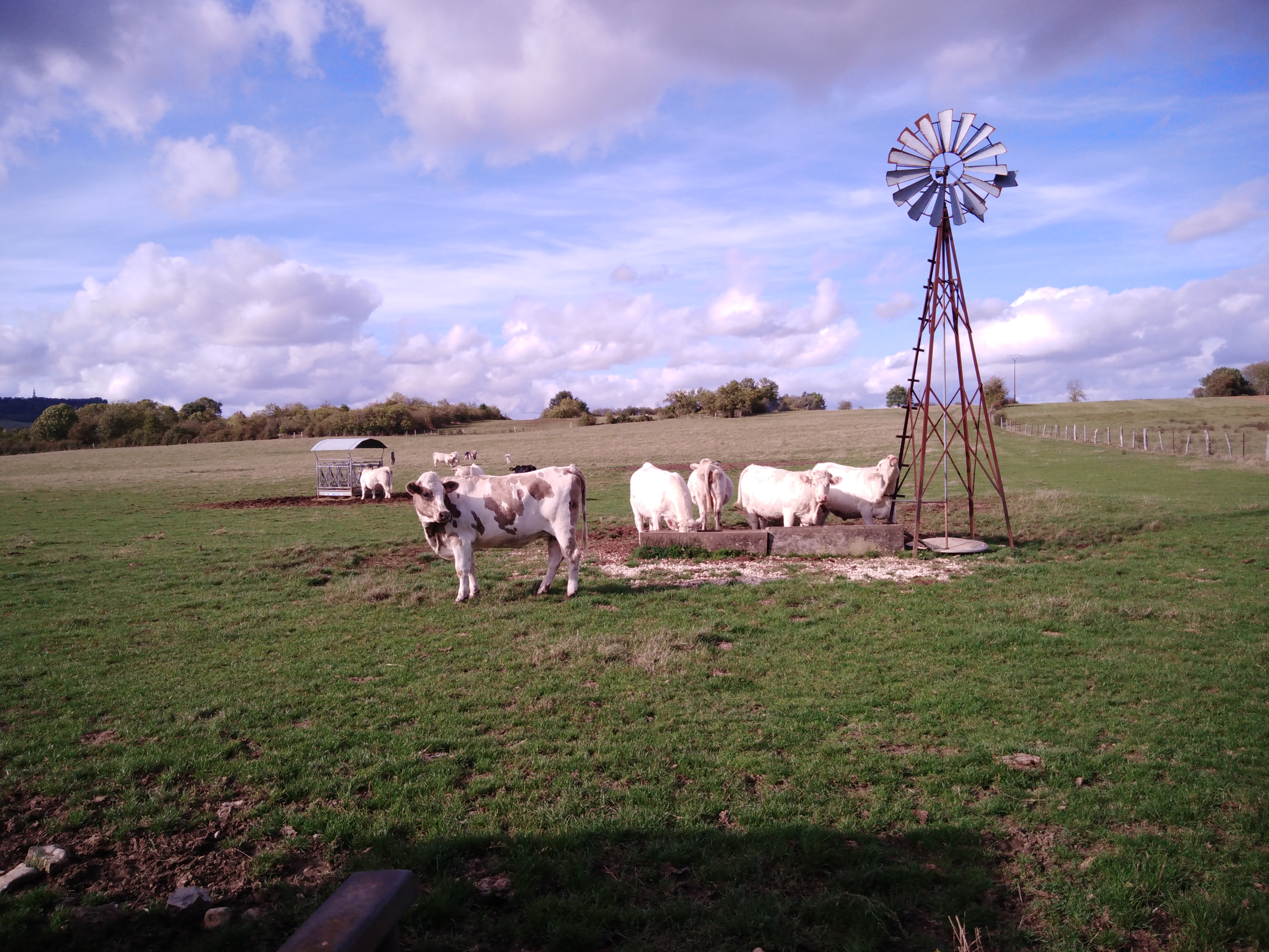 Huit vaches en train de brouter de l'herbe dans le pré.